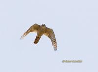 Sparrowhawk C20D 03074.jpg