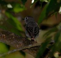 Asian Brown Flycatcher 4