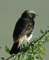 Schalow's Wheatear p.346