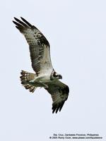 Osprey