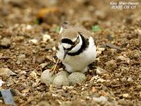 꼬마물떼새(Charadrius dubius) (Little Ringed Plover)