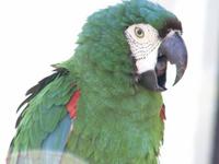 Severe Macaw