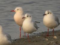 Goéland            railleur (Larus genei)