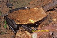 : Bufo guttatus