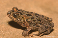 : Bufo kisoloensis; Kisolo Toad