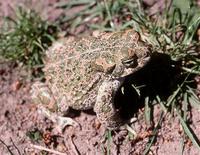 : Bufo viridis; Green Toad (male)