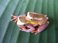 : Dendropsophus bifurcus