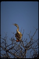 : Anhinga novaehollandiae; Australian Darter