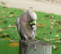 : Cacatua roseicapilla; Galah