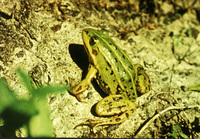 : Rana lessonae; Pool Frog