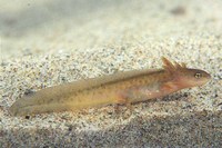 : Taricha granulosa; Rough-skinned Newt