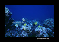 : Chaetodon trifasciatus; Rainbow Butterflyfish;