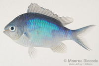 : Chromis atripectoralis