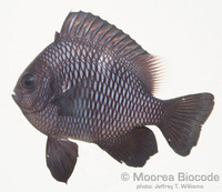 : Dascyllus trimaculatus