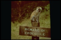 : Cercopithecus aethiops; Velvet Monkey
