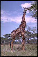 : Giraffa camelopardalis; Giraffe