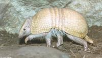 : Tolypeutes matacus; Southern Three-banded Armadillo