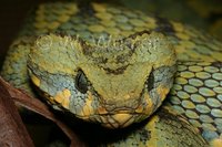 : Atheris rungweensis; Mt. Rungwe Bush Viper