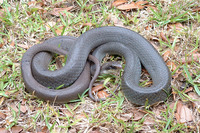 : Coluber constrictor latrunculus; Black-masked Racer