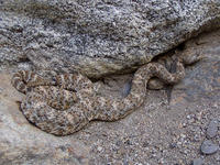 : Crotalus mitchellii; Speckled Rattlesnake