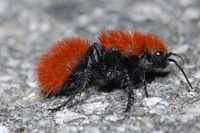 : Dasymutilla vestita; Velvet Ant