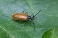 : Lagria hirta