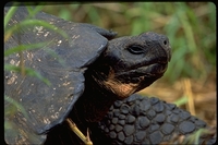 : Geochelone nigra ssp. porteri; Santa Cruz Island Galapagos Tortoise
