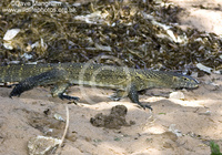 : Varanus niloticus; Nile Monitor