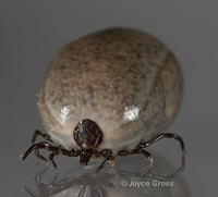 : Ixodes pacificus; Western Black Legged Tick