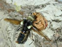 : Ulochaetes leoninus; Lion Beetle