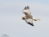 Eastern Marsh-Harrier Scientific name - Circus spilonotus