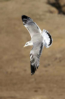 juvenile Pallas Gull