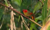 Red-faced Liocichla,  Doi Ang Khang                                     ©James Eaton/Birdtour As...