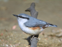 동고비 Sitta europaea | nuthatch