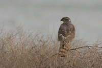 Sparrowhawk