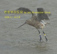 밴딩한 큰뒷부리도요 Banded Bar-tailed Go...