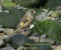 방울새Oriental Greenfinch