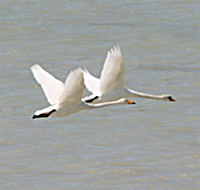 Whooper Swan and Mute Swan