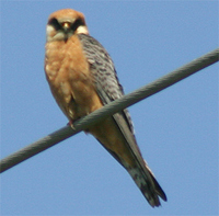 Red-footed Falcon