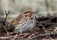 Little Bunting Emberiza pusilla