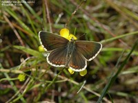 Rødplettet blåfugl (Aricia agestis)