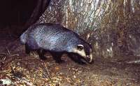 Барсук - Meles meles (Linneanus, 1758) - Badger.