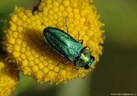 Anthaxia nitidula