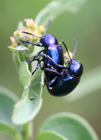 Eumolpus asclepiadeus