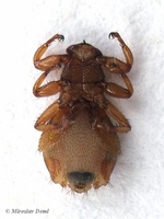 Lipoptena fortisetosa