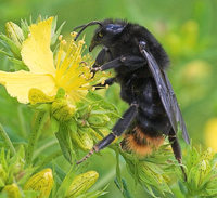 Bombus rupestris