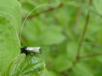 Adela reaumurella