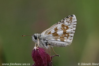 Pyrgus serratulae - Olive Skipper