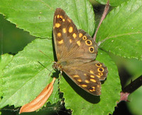 Pararge aegeria aegeria - Speckled Wood