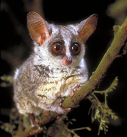 South African lesser bushbaby (Galago moholi)